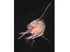 Photo of Decapoda: crab larval stages